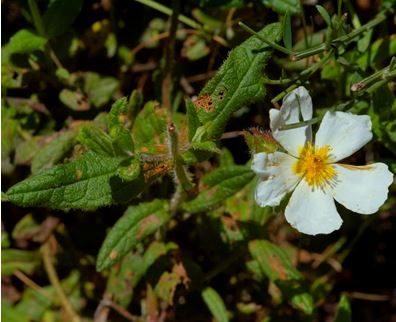 flor de esteba